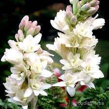 augmented_Polianthes tuberosa flower1_contrast_inc.jpeg